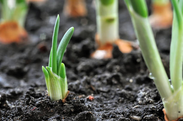 istock close-up of growing green onion 1211628123