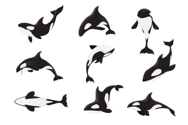 set von killerwal (orcinus orca) cartoon tier design ozean säugetier orca flachen vektor illustration isoliert auf weißem hintergrund - schwertwal stock-grafiken, -clipart, -cartoons und -symbole