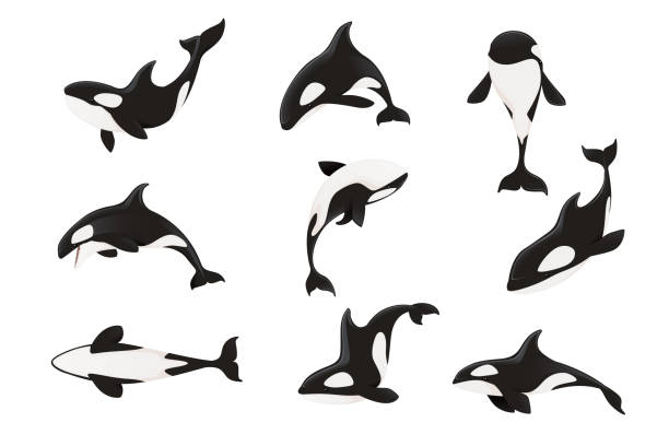 ilustrações, clipart, desenhos animados e ícones de conjunto de baleias assassinas (orcinus orca) desenho animal desenho de mamífero oceânico orca ilustração vetorial plana isolada em fundo branco - abstract animal aquatic art