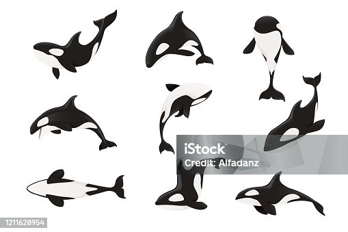 3,023 Killer Whale Illustrations & Clip Art - iStock