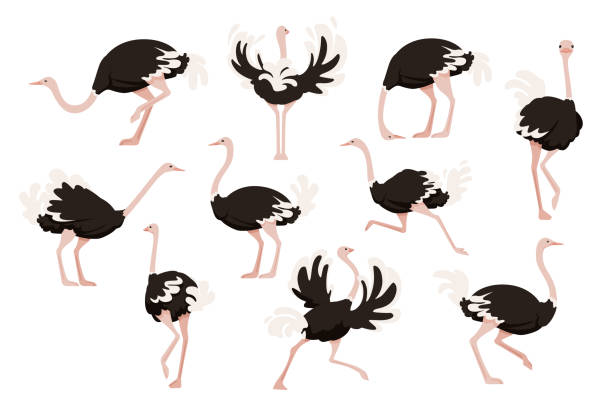 illustrations, cliparts, dessins animés et icônes de ensemble de l’autruche africaine d’autruche africaine d’oiseau sans vol animal de dessin animé dessinateur illustration de vecteur plat isolement sur le fond blanc - funny bird