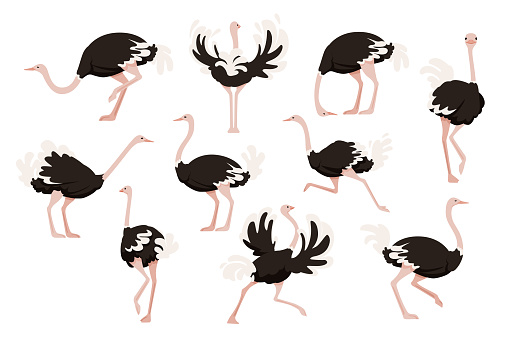 Set of cute ostrich african flightless bird cartoon animal design flat vector illustration isolated on white background.