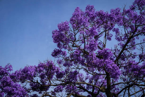 istock hot summer jacaranda against a blue sky 1211630678