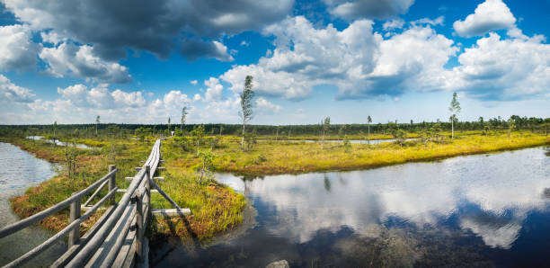 istock Wooden path in Kemeri National Park, Latvia 1211632017