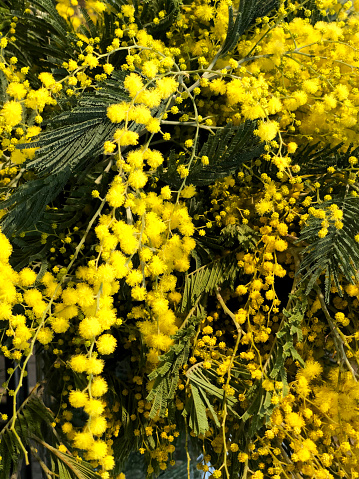 Blooming live branches of mimosa on a tree in the park