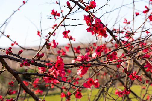 Red spring branches in garden at springtime