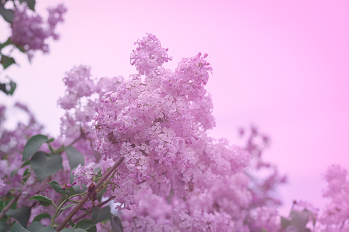 Lilac branch background, copyspace, selective focus, toned pink, 9 May, Mother's Day postcard concept