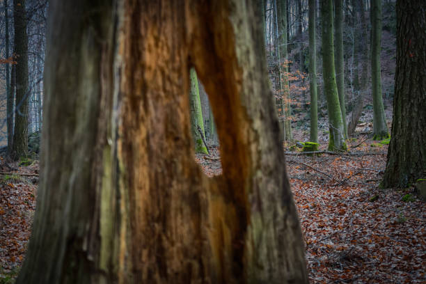Looking through a hole in a stump in a haunted forest in autumn.