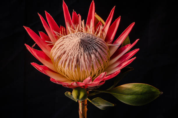 istock Blooming protea flower close-up 1211632555