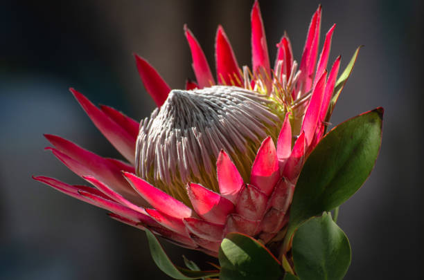 istock Blooming protea flower close-up 1211633132