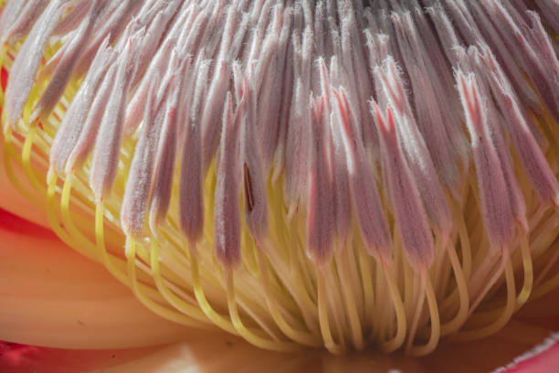 istock Blooming protea flower close-up 1211633133