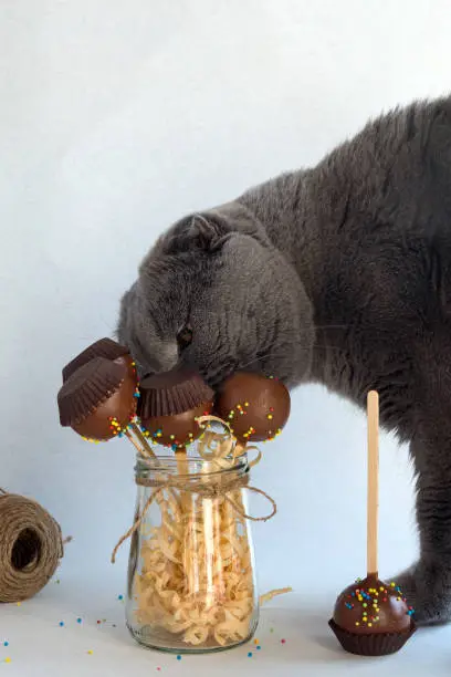 Cat of Scottish breed sniffs a chocolate cake pops. Mini-cakes on a wooden stick. A popular sweet dessert.