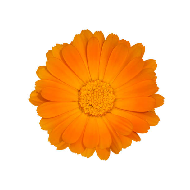 istock Marigold - Calendula Officinalis Isolated On White Background 1211633852