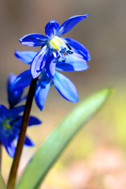 istock wild scilla bifolia flowers 1211634458