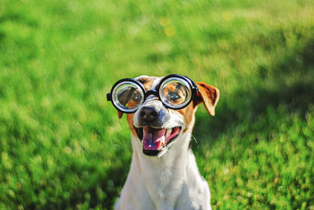 portrait of dog in round reading glasses. funny dog face on green grass background - yan imagens e fotografias de stock