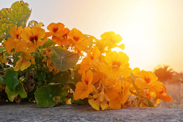 Blooming nasturtium plant in sunset rays against sky. Natural background with place for text, selective focus
