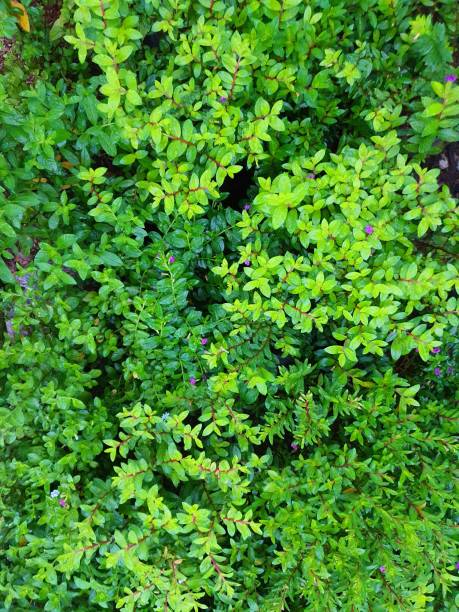 istock lush green small plants in the park 1211634931
