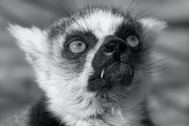 Close up of a ring tailed lemur. Shows both canines.