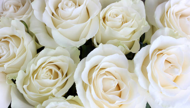 istock floral background with white roses. 1211636404
