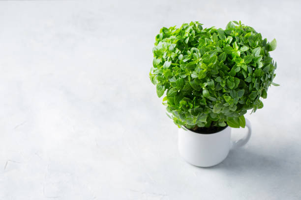 istock Green Greek mini compact Basil in a pot on a table. 1211639183