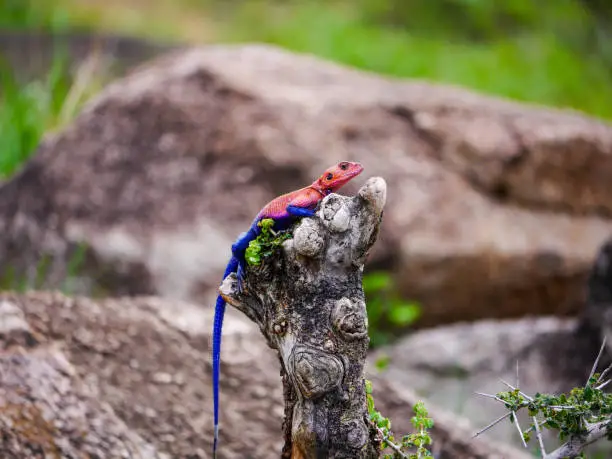 An amazingly colorful male Mwanza flat-headed rock agama (Agama mwanzae) sitting on a dead tree stump