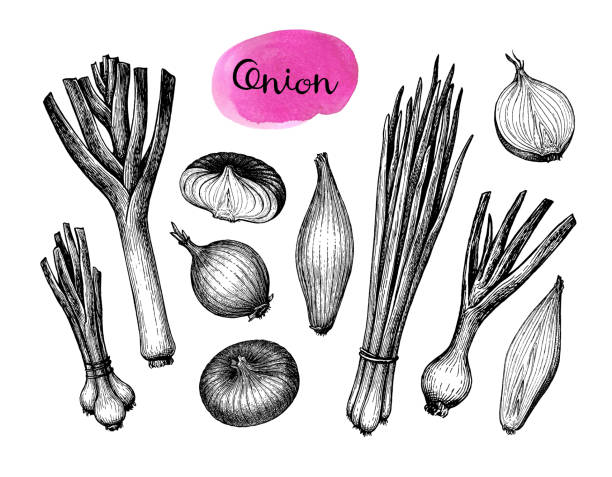 Onions, leeks and scallions. Onions, leeks and scallions. Set of ink sketches isolated on white background. Hand drawn vector illustration. Retro style. onion stock illustrations