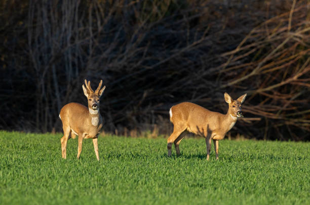 istock Male and female roe deer 1211642670