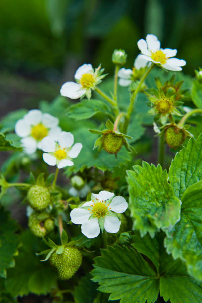 istock Strawberry plant with blooming wild flowers. 1211643734