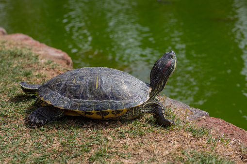 painter turtle sunning itself on the side of a small pond with it's neck out high and tall