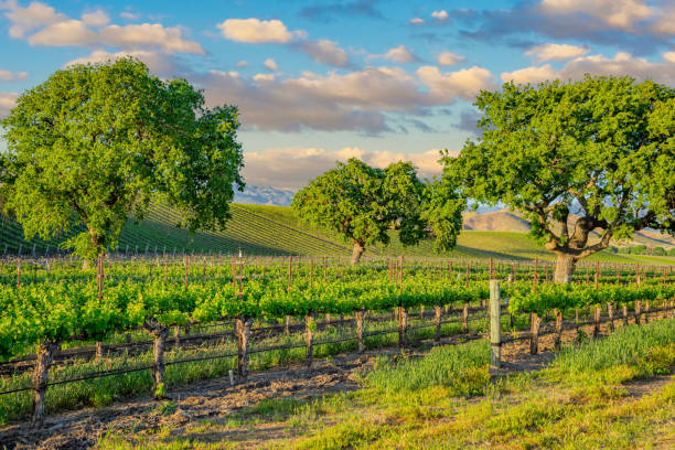 Spring vineyard in the Santa Ynez Valley Santa Barbara, CA Santa Barbara is a city on the central California coast, with the Santa Ynez Mountains as dramatic backdrop. Downtown, Mediterranean-style white stucco buildings with red-tile roofs reflect the city’s Spanish colonial heritage.  Mission Santa Barbara, founded in 1786, houses Franciscan friars vineyard california santa barbara county panoramic stock pictures, royalty-free photos & images