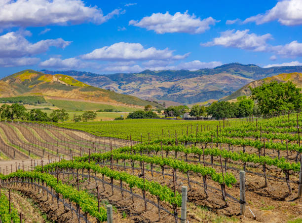 istock Spring vineyard in the Santa Ynez Valley Santa Barbara, CA 1211644453