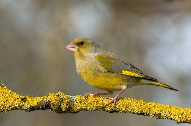 istock Male european greenfinch 1211644459