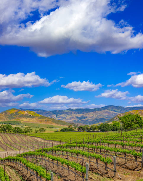 산타 이네즈 밸리 산타 바바라의 봄 포도원, 캘리포니아 - vineyard california santa barbara county panoramic 뉴스 사진 이미지