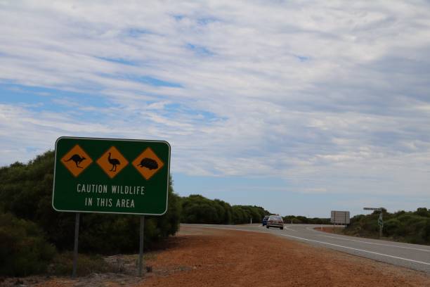 istock Caution widelife in this area, Western Australia 1211645106