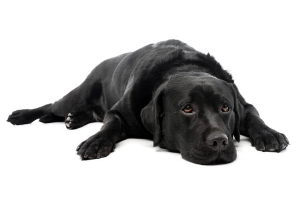 istock Studio shot of a lovely labrador retriever 1211645185