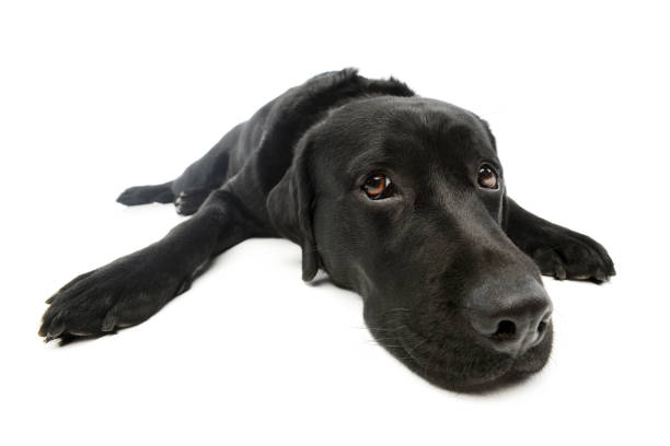 istock Studio shot of a lovely labrador retriever 1211645211