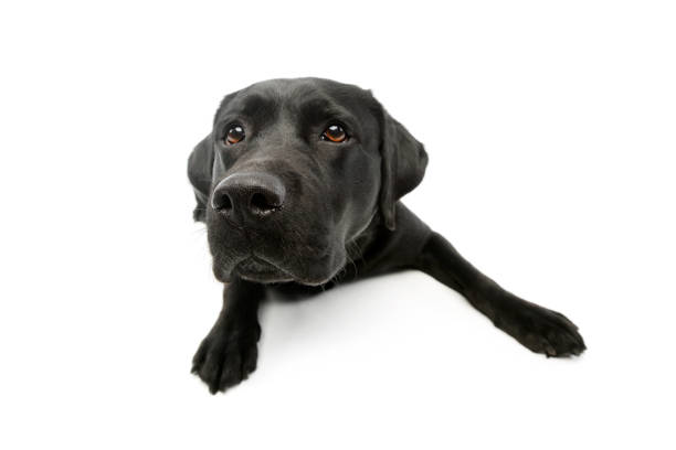 istock Studio shot of a lovely labrador retriever 1211645230