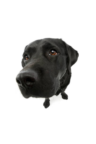 istock Studio shot of a lovely labrador retriever 1211645383