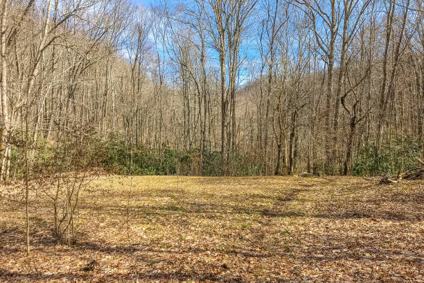 istock Hiking Trail in North Carolina Wilderness 1211645446