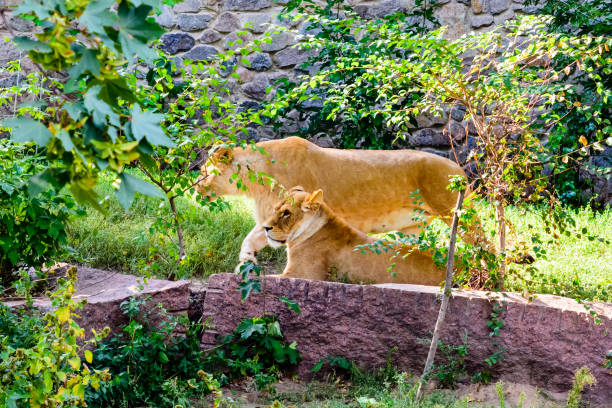 istock Two lionesses (Panthera leo) resting among the green vegetation 1211645513