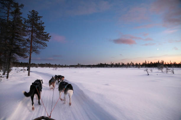 istock Dog Sledding in Swedish Lapland 1211645557