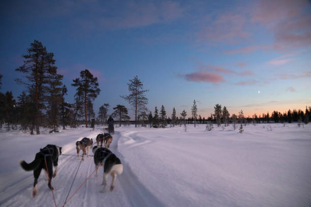 istock Dog Sledding in Swedish Lapland 1211645590