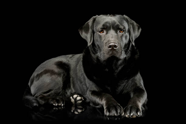 istock Studio shot of a lovely labrador retriever 1211645602