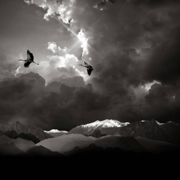 two storks flying over mountains and stormy sky