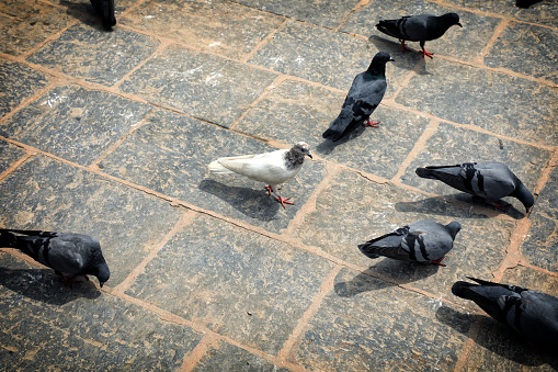 group of pigeons at the public park in Kathmandu, Nepal