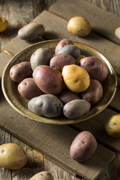 istock Raw Organic Rainbow Baby Potatoes 1211649813