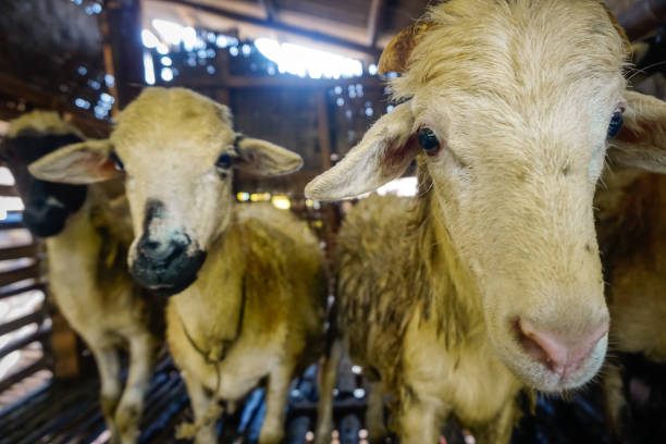 istock Village goats in the barn 1211649819