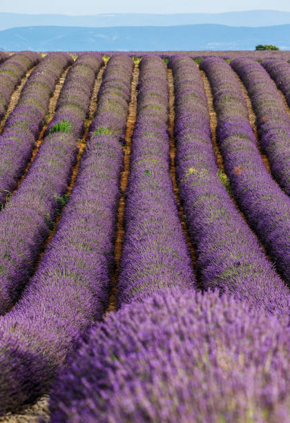 istock Picturesque lavender field. France. 1211650121