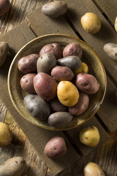 istock Raw Organic Rainbow Baby Potatoes 1211650343