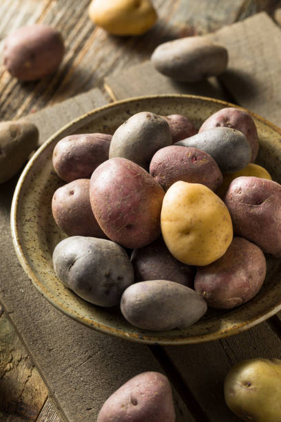 istock Raw Organic Rainbow Baby Potatoes 1211650378